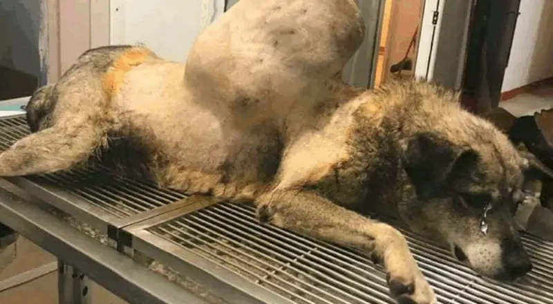 Terrified and Alone with a Massive Tumor, This Stray Dog Finally Found Hope