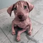 The Incredible Journey of Two Rescued Puppies