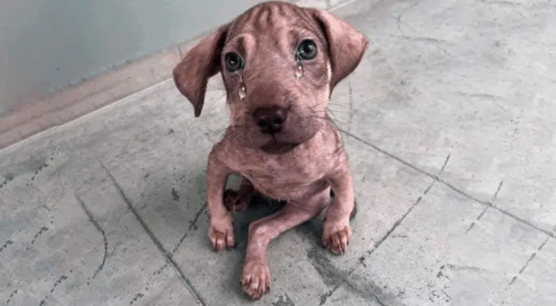 The Incredible Journey of Two Rescued Puppies