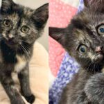 They Discover How Incredibly Rare this Tortie Kitten is After Saving the Little One with Another Cat