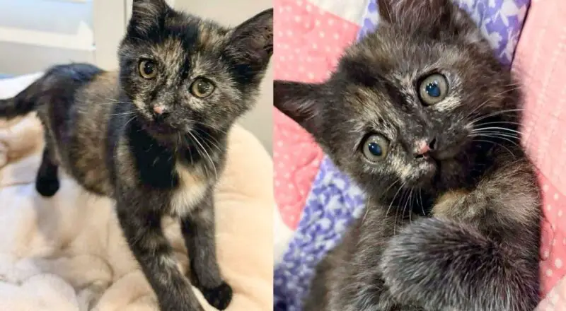 They Discover How Incredibly Rare this Tortie Kitten is After Saving the Little One with Another Cat