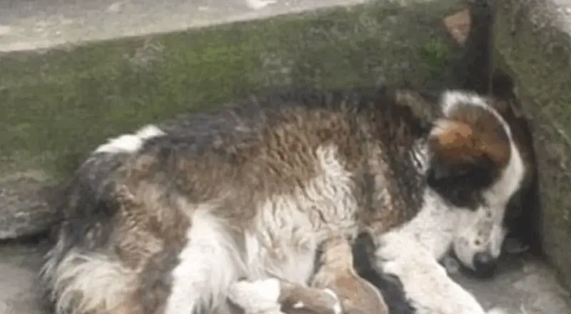 Thrown Away Before Birth, Now Surrounded by Love