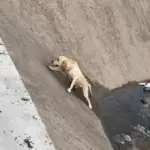 Trapped and Drowning, The Dog Kept Slipping—Until Help Arrived 2