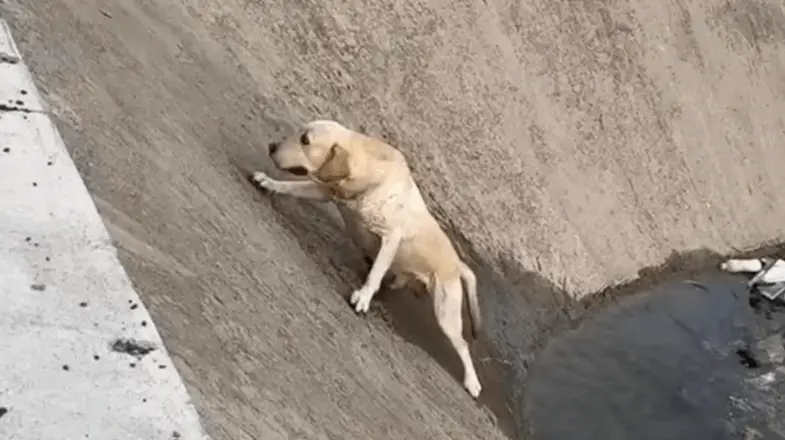 Trapped and Drowning, The Dog Kept Slipping—Until Help Arrived 2