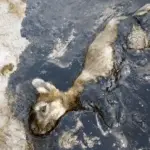 Trapped in Tar: A Puppy’s Rescue That United a Community