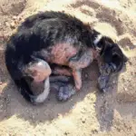 Valentina’s Amazing Transformation Thanks to Love and Care!