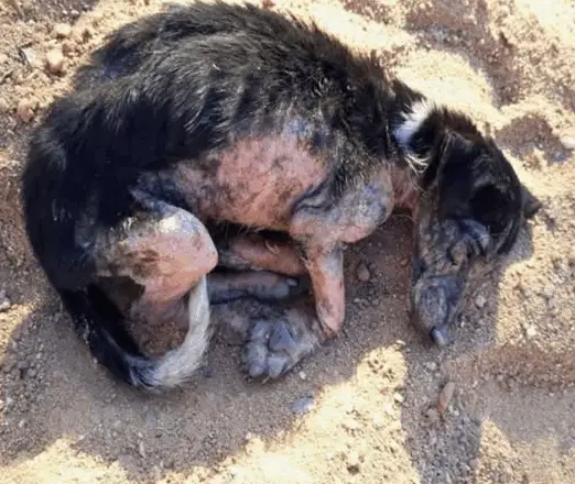 Valentina’s Amazing Transformation Thanks to Love and Care!