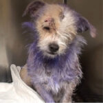 Violet’s Inspiring Journey of Healing and Hope