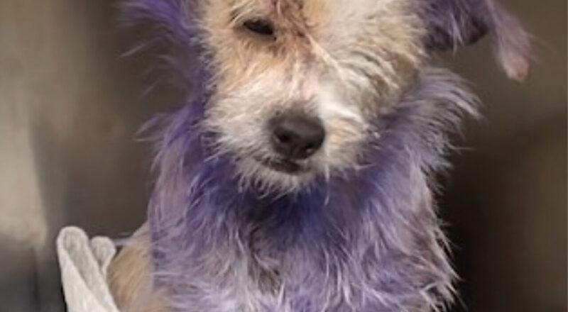 Violet’s Inspiring Journey of Healing and Hope