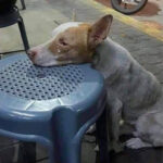 Viral Story Sparks Compassionate Movement to Feed and Shelter Stray Dogs