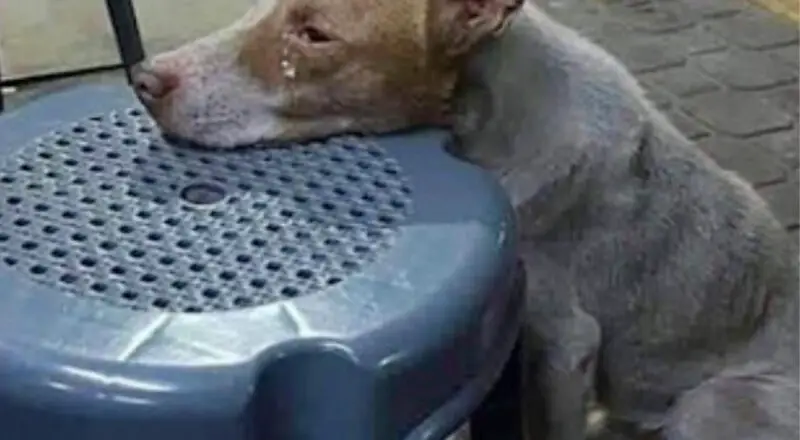 Viral Story Sparks Compassionate Movement to Feed and Shelter Stray Dogs
