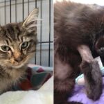 What and Why You Should Know About Your Cats Blood Type