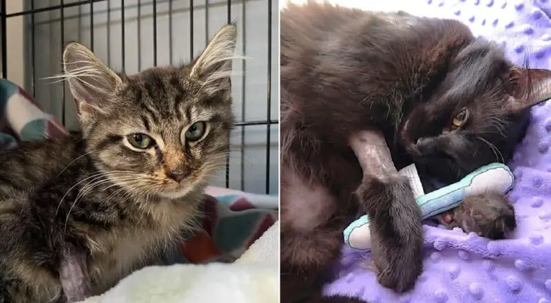 What and Why You Should Know About Your Cats Blood Type