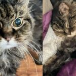 When They Hear About ‘Grandma’ Cat at Shelter, They Jump into Action, Giving Her What She Always Wanted