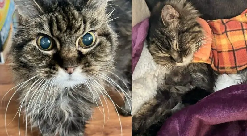 When They Hear About ‘Grandma’ Cat at Shelter, They Jump into Action, Giving Her What She Always Wanted