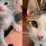 While Woman Fosters Two Tiny Kittens, This Cat Offers to Help in Unexpectedly Adorable Way