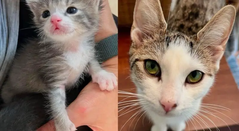 While Woman Fosters Two Tiny Kittens, This Cat Offers to Help in Unexpectedly Adorable Way
