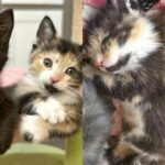 Woman Hears Her Lawn Mower ‘Meowing,’ Turns Out There Are Many Kittens in Need of Help