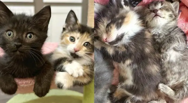Woman Hears Her Lawn Mower ‘Meowing,’ Turns Out There Are Many Kittens in Need of Help