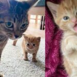 Woman Opens Her Home to Cat and Her Only Kitten, Their World Transforms in Most Heartwarming Way