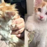 Woman Picks Up a Timid Kitten from Shelter, Turns Out the Young Cat is a Little ‘Tornado’ at Heart