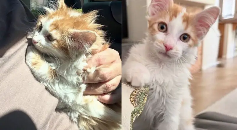 Woman Picks Up a Timid Kitten from Shelter, Turns Out the Young Cat is a Little ‘Tornado’ at Heart