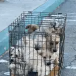 Woman Running Errands Spots 7 Dogs Crammed Together In Tiny Cage