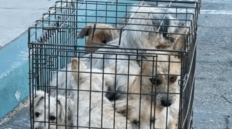 Woman Running Errands Spots 7 Dogs Crammed Together In Tiny Cage