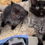 Woman Went to Help Tiny Shelter Kitten, Only to Discover She Had a Bigger Sister, and Couldn’t Separate Them