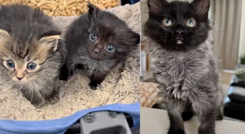 Woman Went to Help Tiny Shelter Kitten, Only to Discover She Had a Bigger Sister, and Couldn’t Separate Them