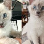 Woman Went to Shelter to Look at Kittens in Need, But Brought Home Young Cat that Stole the Show