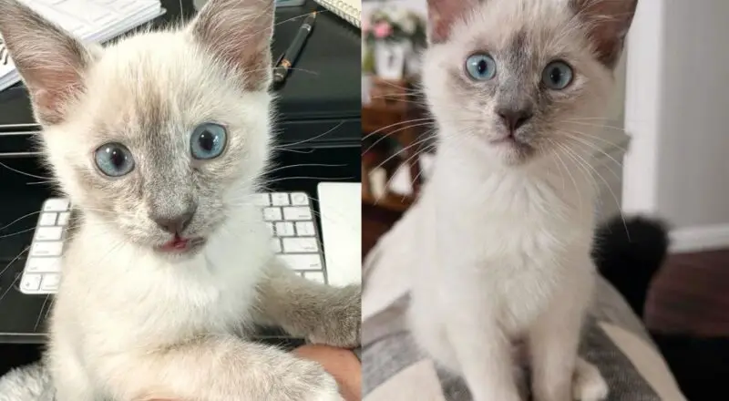 Woman Went to Shelter to Look at Kittens in Need, But Brought Home Young Cat that Stole the Show