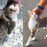 Cat Comes Up to Strangers Asking for Attention Until Someone Scoops Her Up and Changes Her Life