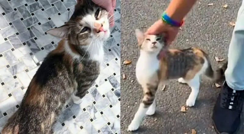 Cat Comes Up to Strangers Asking for Attention Until Someone Scoops Her Up and Changes Her Life