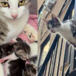 Cat Follows Residents Around the Block Until Help Arrives, Before Long She Has Several Kittens by Her Side
