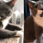 Cat Left in Closed Dry Cleaner Alone for Months Made an Incredible Comeback