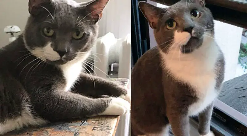 Cat Left in Closed Dry Cleaner Alone for Months Made an Incredible Comeback