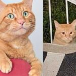 Cat Shows Up on a Family’s Porch for Food, Unaware that His Life is About to Get So Much Better