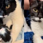 Cat Walks Up to People for Help Until She’s Taken in, Then She Brings 4 Little Ones into the World