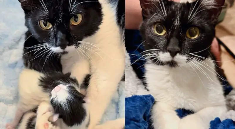 Cat Walks Up to People for Help Until She’s Taken in, Then She Brings 4 Little Ones into the World