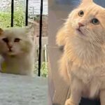 Cat Went from Yard to Yard, Then After a Year of Hoping, He Finally Found What He Longed for