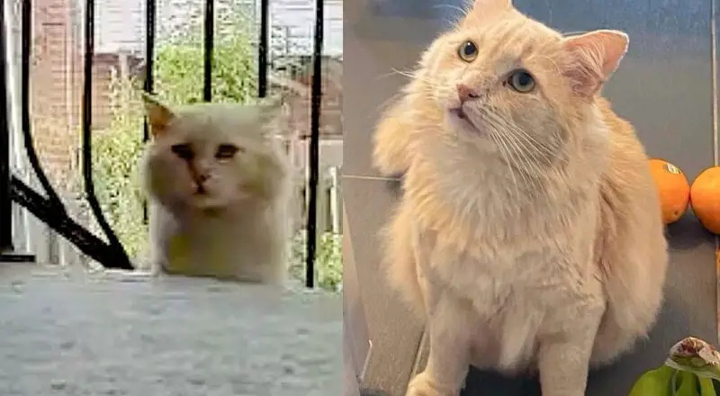 Cat Went from Yard to Yard, Then After a Year of Hoping, He Finally Found What He Longed for