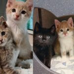 House Cats Take 4 Skittish Kittens Under Their Wings and Show Them How to Trust