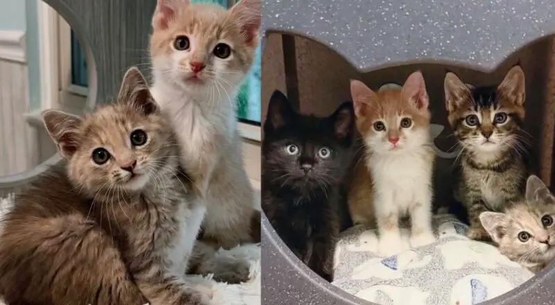House Cats Take 4 Skittish Kittens Under Their Wings and Show Them How to Trust