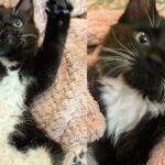 Kitten Finds Herself Stuck in Car Wheel Until Help Arrives, Overnight Her Life Completely Changed