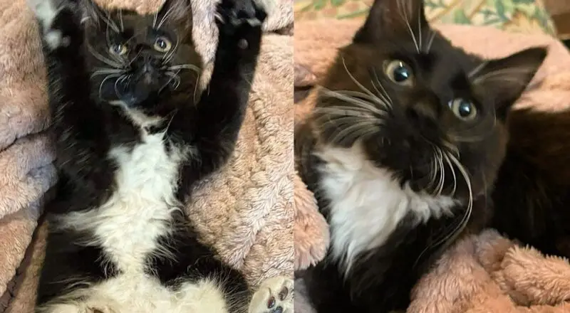 Kitten Finds Herself Stuck in Car Wheel Until Help Arrives, Overnight Her Life Completely Changed