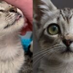 Kitten Hides in Garage Under Cars After Flood, But When Someone Shows Her Kindness, Her World Changes