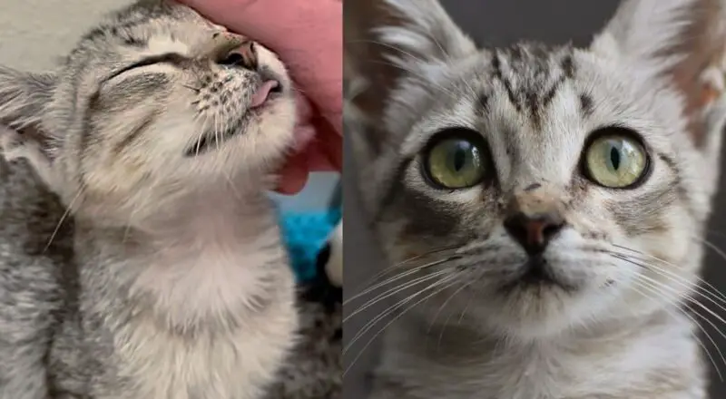Kitten Hides in Garage Under Cars After Flood, But When Someone Shows Her Kindness, Her World Changes