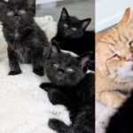 Kittens Go from Hiding Under House to Having Father-like Cat Who Shows Them the Way