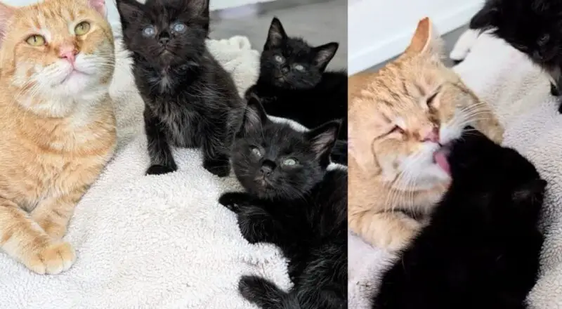 Kittens Go from Hiding Under House to Having Father-like Cat Who Shows Them the Way